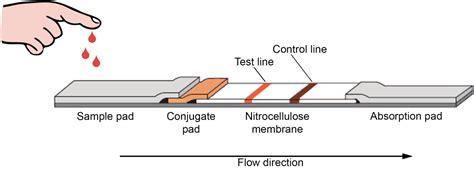 rapid test line thickness|lateral flow test thickness.